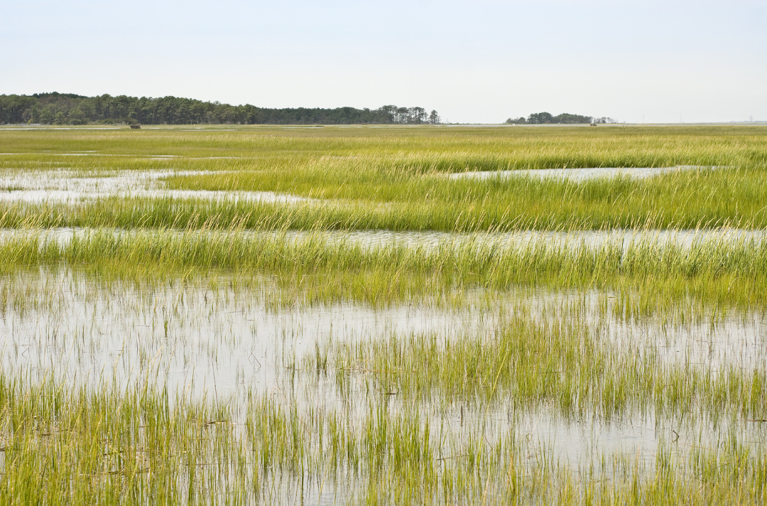 Wetlands Land Zoning